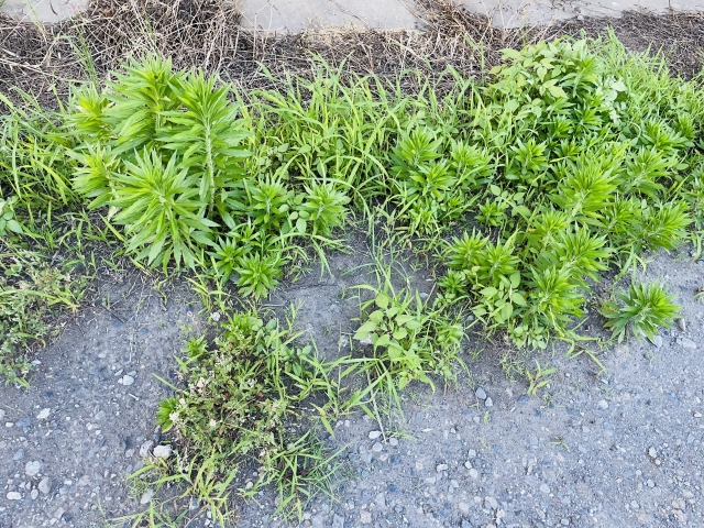 防草処理事例